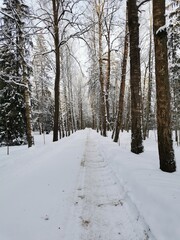 Winter in Pavlovsky Park white snow and cold trees