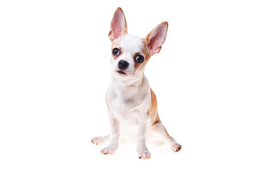 Beautiful and cute white and brown mexican chihuahua dog over isolated background. Studio shoot of purebreed miniature chihuahua puppy.