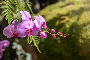 Pink Phalaenopsis or Moth Dendrobium Orchid Flower Orchid background