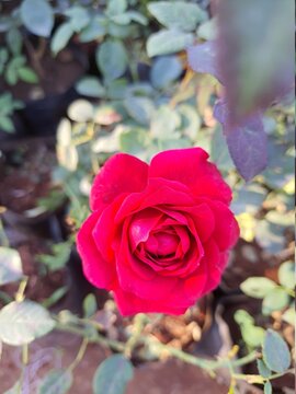 Tomato pink rose in the garden.