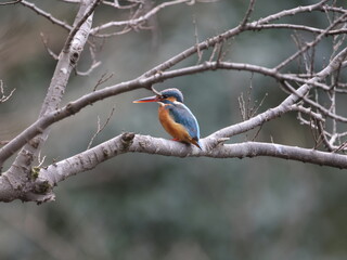 野鳥の宝石と言われているカワセミの写真