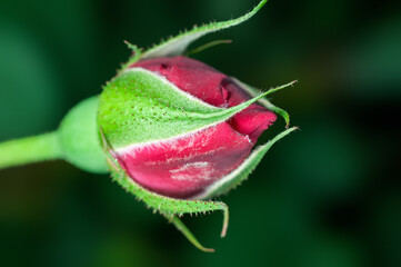 Red rose bud in green