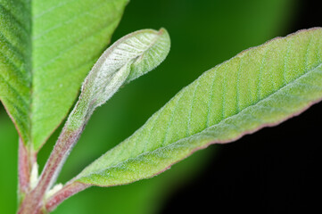 Green leaves in green