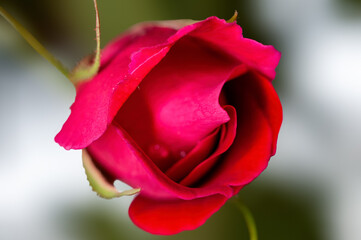 Closeup of a red rose bud