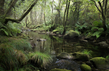 River Across a Rainforest in Galicia, Spain