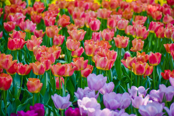 Tulip flowers for decoration, beauty, postcard and agricultural concept design.