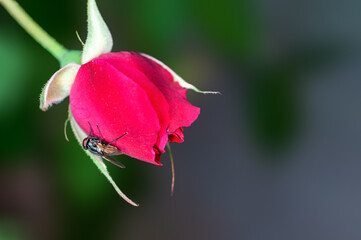 Red rose bud and housefly