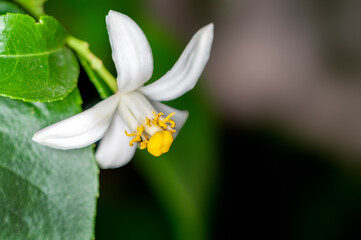 Small white flower on a plant