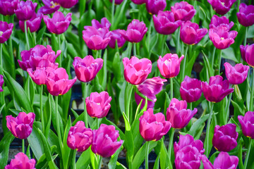 Fototapeta premium Tulip flowers for decoration, beauty, postcard and agricultural concept design.