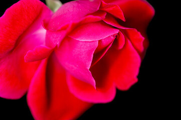 Red rose showing fine texture