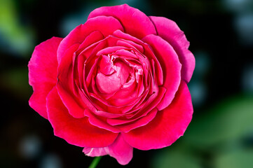 Fototapeta na wymiar Red rose in winter season