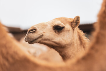 Close up of smiling camel in the desert