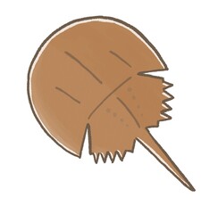 R:もっとメルヘンな水族館☆カブトガニ②