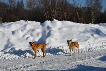 Two large dogs with red wool on a winter snowy road against the background of a large snowdrift on a clear frosty day. Homeless stray dogs
