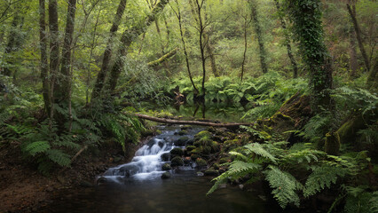 Fototapeta na wymiar River Across a Rainforest in Galicia, Spain