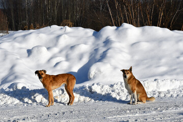 Two large dogs with red wool on a winter snowy road against the background of a large snowdrift on a clear frosty day. Homeless stray dogs