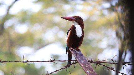 The king fisher bird (fish hunter bird)sits on an iron bar.with blur backround