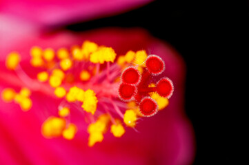 Closeup of hibiscus pollen showing beautiful pattern