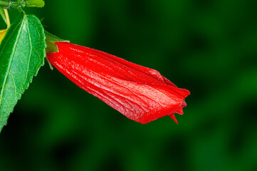Hibiscus bud with leaves in green