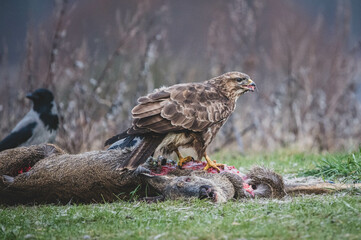 Mäusebussard am Luderplatz