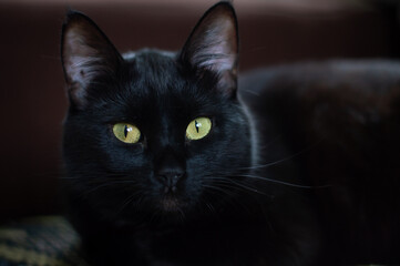 
Black cat with green eyes lying down on sofa