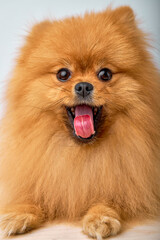 Obraz premium Little Pomeranian spitz Dog on Isolated White Studio Background, portrait. funny pet with brown wool looking at camera, with opened mouth. copy space