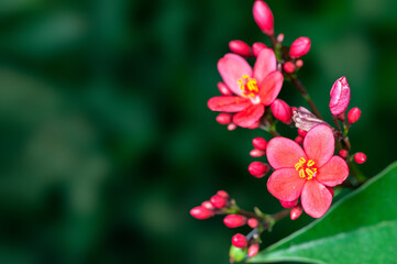 Beautiful pink flowers and buds on a plant