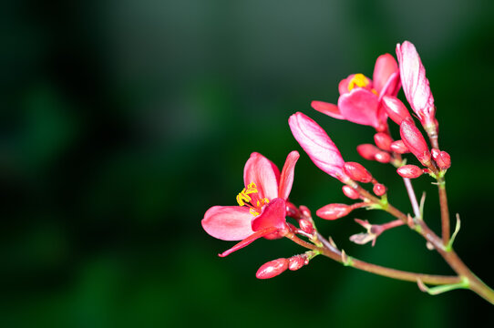 Beautiful pink flowers and buds on a plant
