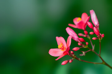 Naklejka na ściany i meble Beautiful pink flowers and buds on a plant