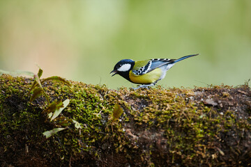 Obraz premium Green -backed Tit, Nainital, Uttarakhand, India