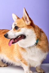 Curious funny pet breed welsh corgi pembroke looking at side with opened mouth, exploring the place, isolated on purple studio background