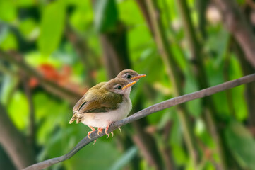 Pair of common tailorbird chicks on a tree branch