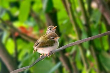 Pair of common tailorbird's chicks on a tree branch