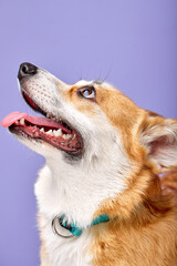 Welsh corgi Pembroke dog sticking out tongue close-up stands and looks up want to play, emotional and funny