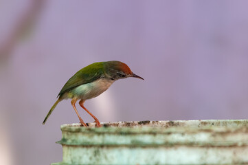 Common tailorbird is sitting on a bucket