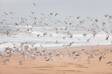 Flock of Artic Terns flying on the beach in Namibia