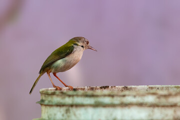 Common tailorbird is sitting on a bucket