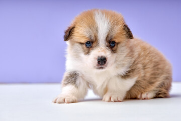 Corgi puppy on purple studio background. red, tricolor, one month old. close-up portrait of cute newborn dog looking at side, shy and frightened scared of something, exploring place