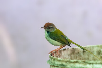 Common tailorbird is sitting on a bucket