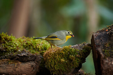 Red billed leiothrix, Leiothrix lutea, Sattal, Nainital, Uttarakhand, India
