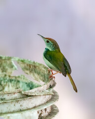 Common tailorbird is sitting on a bucket