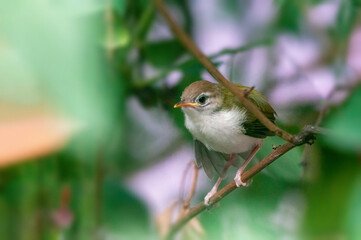 Common tailorbird's chick is taking stretch on a tree branch 