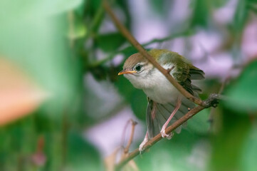 Common tailorbird's chick is taking stretch on a tree branch 