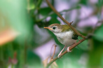 Common tailorbird's chick is taking stretch on a tree branch 