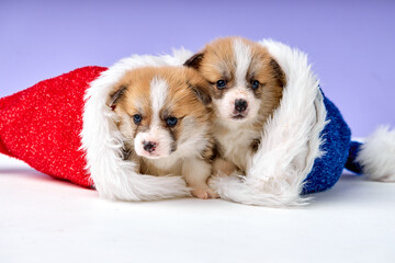 two lovely cute Pembroke welsh corgi puppy inside of christmas hats, happy new year and celebration concept. isolated purple studio background