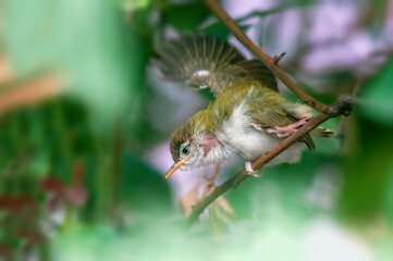 Common tailorbird's chick is taking stretch on a tree branch 