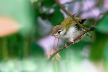 Common tailorbird's chick is taking stretch on a tree branch 