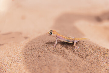 Pachydactylus rangei or  the Namib sand gecko 