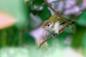 Common tailorbird's chick is taking stretch on a tree branch 
