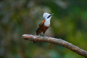 Obraz premium White crested laughingthrush, Sattal, Nainital Uttarakhand, India